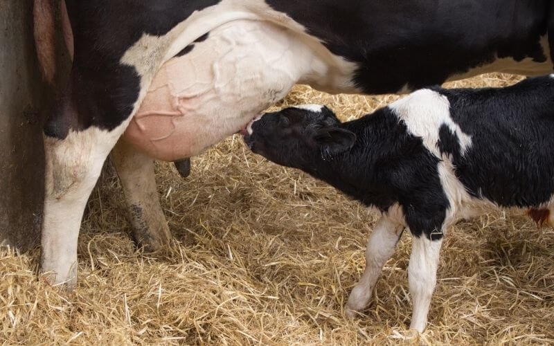 newbord dairy calf